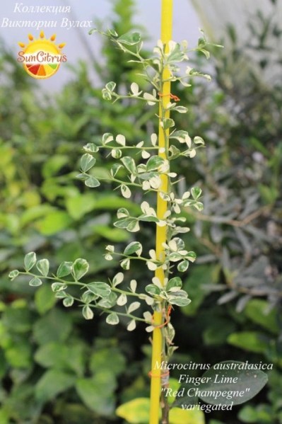 Microcitrus australasica Finger Lime Red Champegne variegated - 